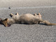 Una carcassa di lupo rinvenuta in Valle (foto di archivio)
