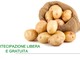 Saint-Christophe - Jeudi Culture: La coltivazione della patata
