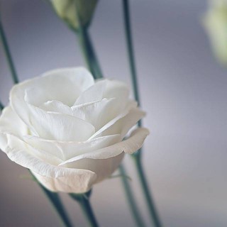 Folla ai funerali del piccolo Leonardo Folla ai funerali del piccolo Leonardo