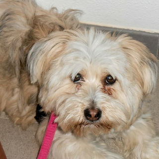 Chery: quando l’amore ha un battito in più