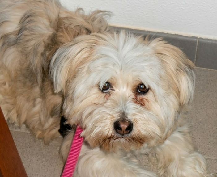 Chery: quando l’amore ha un battito in più