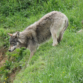 Lupi nei centri abitati, Forza Italia alza il livello: “Serve un pronto intervento regionale”