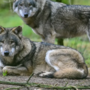 Il Parlamento europeo abbassa la guardia sulla natura: declassato il lupo, un attacco alla Direttiva Habitat