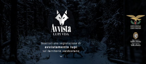 Avvistamenti di lupi: attivata l’app regionale per le segnalazioni Avvistamenti di lupi: attivata l’app regionale per le segnalazioni
