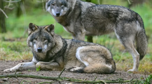 Il Parlamento europeo abbassa la guardia sulla natura: declassato il lupo, un attacco alla Direttiva Habitat