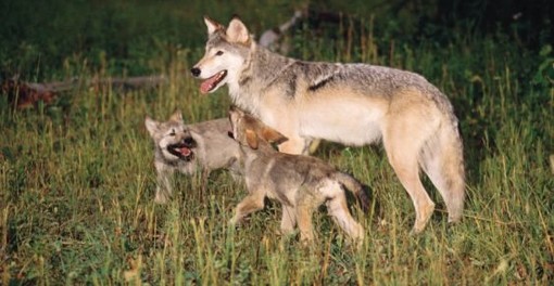 Censimento della presenza del lupo in 15 comuni valdostani
