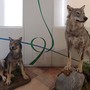 Iniziativa educativa unica: Dare un nome ai lupi del Parco Naturale Mont Avic