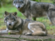 Il Parlamento europeo abbassa la guardia sulla natura: declassato il lupo, un attacco alla Direttiva Habitat