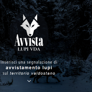 Avvistamenti di lupi: attivata l’app regionale per le segnalazioni
