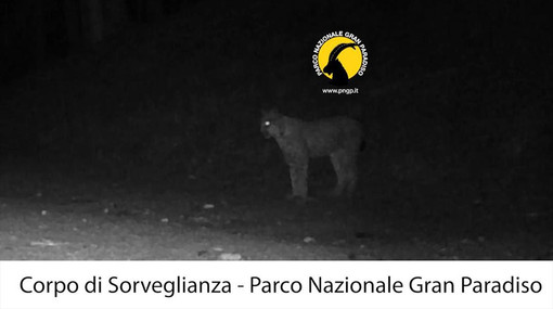 Il ritorno del fantasma dei boschi: la lince avvistata nel Parco del Gran Paradiso Il ritorno del fantasma dei boschi: la lince avvistata nel Parco del Gran Paradiso