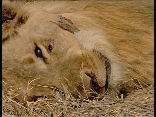 Nella foto tratta da Framepool il leone ferito da un orso per rappresenta il leone unionista ferito dalle urne elettorali
