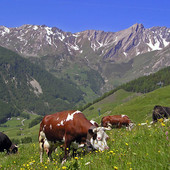 Il futuro della nostra agricoltura? Difendiamolo partendo dai semi Il futuro della nostra agricoltura? Difendiamolo partendo dai semi