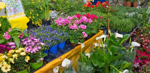 Aosta: Riaprono mercati per fiori e piante da frutta e da giardino