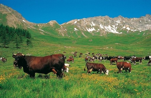 Contributi a fondo perduto per l'agricoltura valdostana: bando aperto fino a marzo 2026