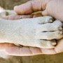 Nuove regole per cani e gatti, la Regione chiama i proprietari alla responsabilità
