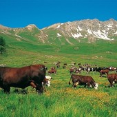 Contributi a fondo perduto per l'agricoltura valdostana: bando aperto fino a marzo 2026 Contributi a fondo perduto per l'agricoltura valdostana: bando aperto fino a marzo 2026