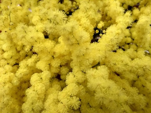 Verso l’8 marzo: ad Aosta le voci delle donne migranti tra coraggio e integrazione