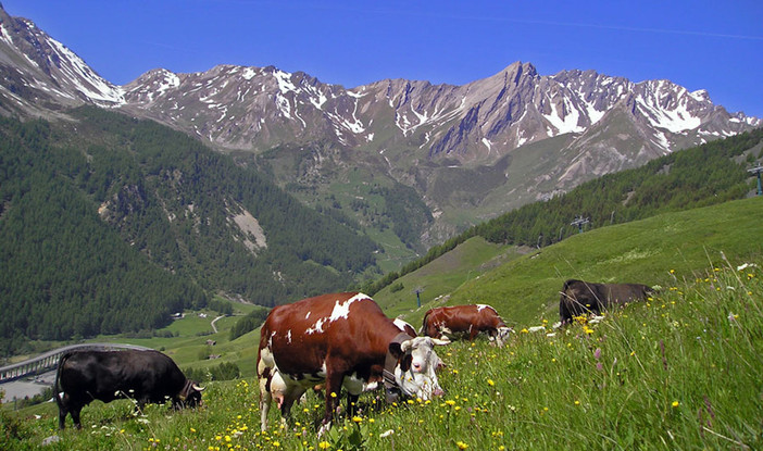 Il futuro della nostra agricoltura? Difendiamolo partendo dai semi Il futuro della nostra agricoltura? Difendiamolo partendo dai semi