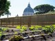 L’orto del Papa, nei Giardini Vaticani, diventa al 100% biologico L’orto del Papa, nei Giardini Vaticani, diventa al 100% biologico
