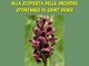 Alla scoperta delle orchidee selvatiche di Saint-Denis