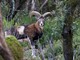 Opportunità di lavoro per la tutela della fauna selvatica in VDA Opportunità di lavoro per la tutela della fauna selvatica in VDA