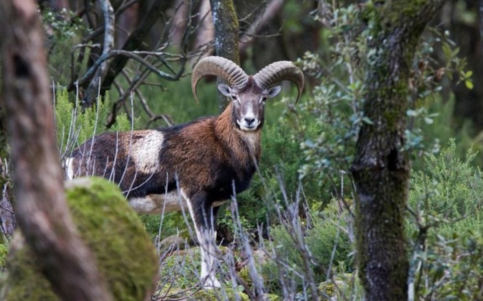 Opportunità di lavoro per la tutela della fauna selvatica in VDA Opportunità di lavoro per la tutela della fauna selvatica in VDA