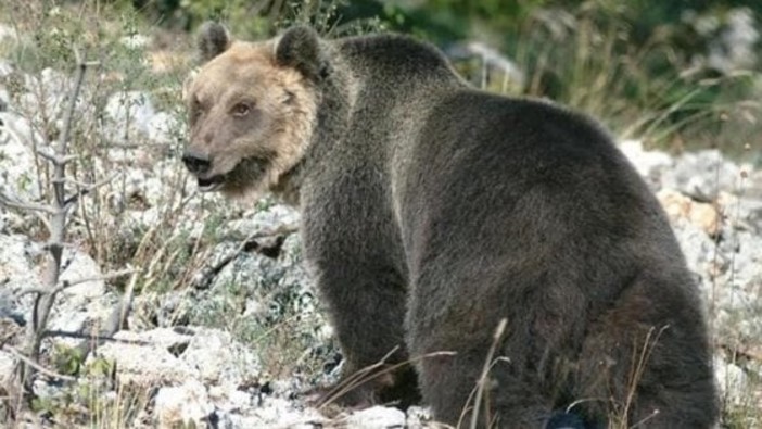 L'orso marsicano Juan Carrito sarà catturato e portato temporaneamente in un'area faunistica