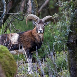 Opportunità di lavoro per la tutela della fauna selvatica in VDA