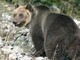 Il Consigliere Dino Planaz chiede monitoraggio  orsi presenti in Valle