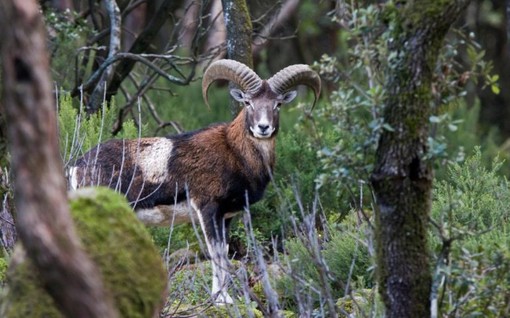 Opportunità di lavoro per la tutela della fauna selvatica in VDA Opportunità di lavoro per la tutela della fauna selvatica in VDA