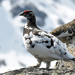 Calendario venatorio Valle d'Aosta: la Lipu chiede lo stop alla caccia per le specie alpine fragili