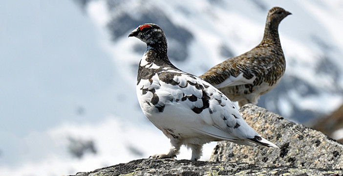 Calendario venatorio Valle d'Aosta: la Lipu chiede lo stop alla caccia per le specie alpine fragili