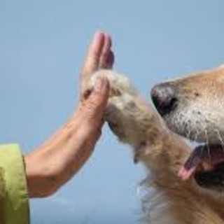 Pet, generazioni a confronto: un legame universale con sfumature diverse