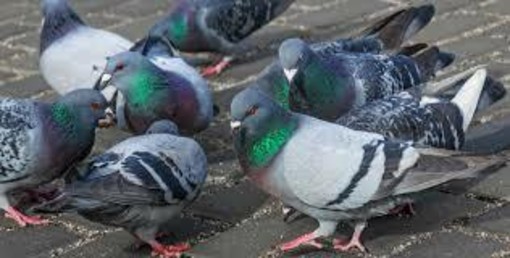 Aosta: Tonino dichiara guerra all’avifauna urbana Aosta: Tonino dichiara guerra all’avifauna urbana