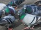 Aosta: Tonino dichiara guerra all’avifauna urbana Aosta: Tonino dichiara guerra all’avifauna urbana