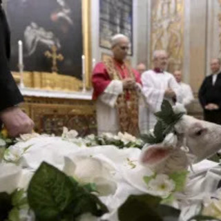 Papa Leone XIV riprende la tradizione della benedizione degli agnelli per Sant'Agnese