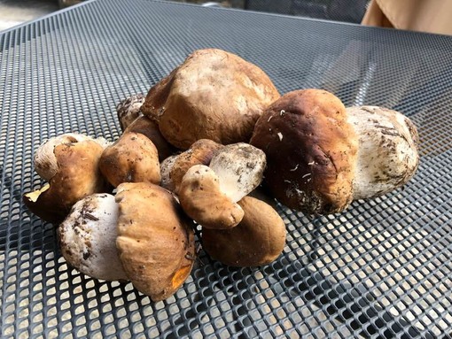 La stagione dei funghi si preannuncia di qualità. Ma occhio alle norme regionali