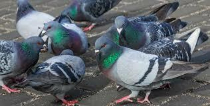 Aosta: Tonino dichiara guerra all’avifauna urbana
