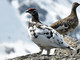 Calendario venatorio Valle d'Aosta: la Lipu chiede lo stop alla caccia per le specie alpine fragili