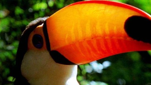 In Amazzonia a rischio il 10% delle specie animali della Terra