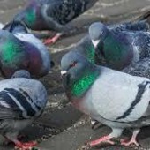 Aosta: Tonino dichiara guerra all’avifauna urbana Aosta: Tonino dichiara guerra all’avifauna urbana