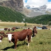 Pubblicato il regolamento del Concorso Modon d'Or 2026 per la migliore Fontina DOP d'Alpeggio Pubblicato il regolamento del Concorso Modon d'Or 2026 per la migliore Fontina DOP d'Alpeggio