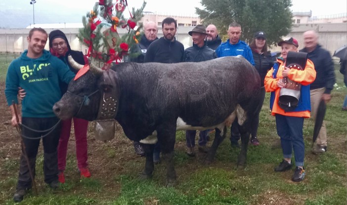 Paison reina di prima cat. Paison reina di prima cat.