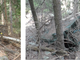 Identificati i resti umani rinvenuti in un bosco a Gressan nel giugno 2023