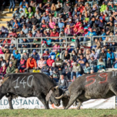 Batailles de Reines 2026–2028: meno eliminatorie, più Comitati e qualche “colpo di scena” sul calendario
