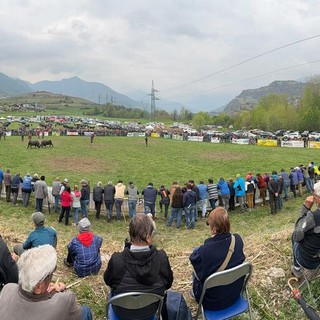 Batailles de Reines: A Jovençan vince l’identità degli allevatori con Pazzeska, Tigre e Euforie; Corbò reina del peso