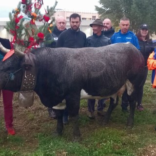 Paison reina di prima cat.