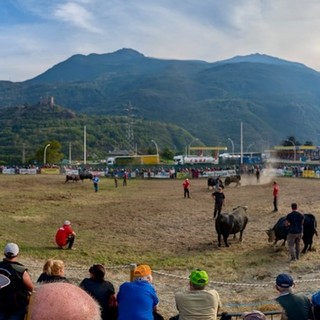 Batailles de Reines: Chatillon, arena da record con 251 bovine; Sirene, Espoire e Bufera conquistano la vittoria