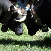 Élection du Conseil d’administration de l’Association Régionale Amis des Batailles de Reines pour la période 2026–2029