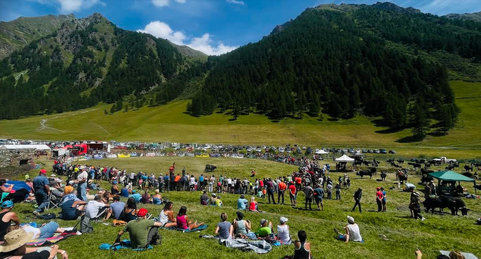 Batailles de Reines, il cuore della zootecnia valdostana torna a battere a Brissogne Batailles de Reines, il cuore della zootecnia valdostana torna a battere a Brissogne